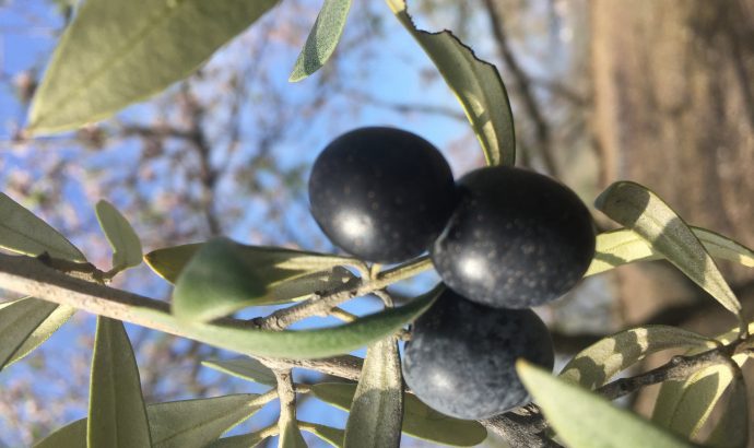 Auszeit in den Bergen Andalusiens