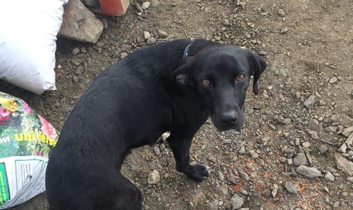 Nala – eine ganz besondere Hündin