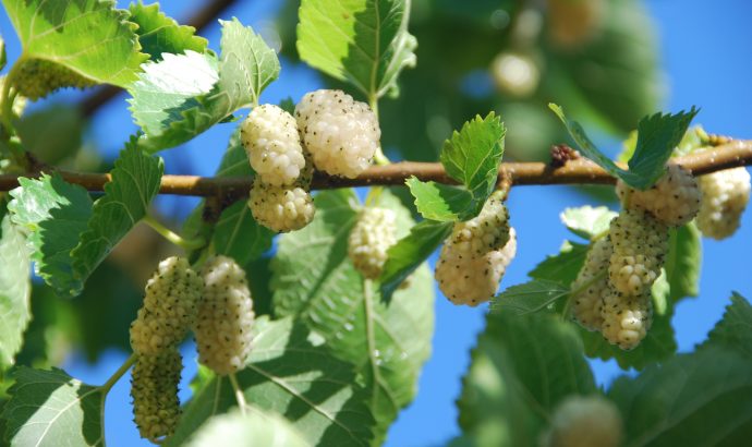 About Alcala… – by Mölli