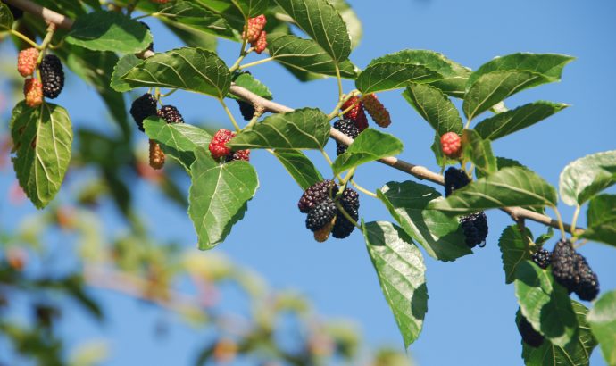 About Alcala… – by Mölli