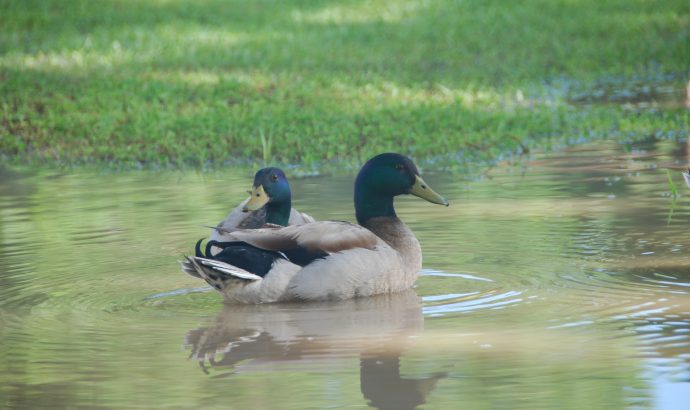 About Alcala… – by Mölli