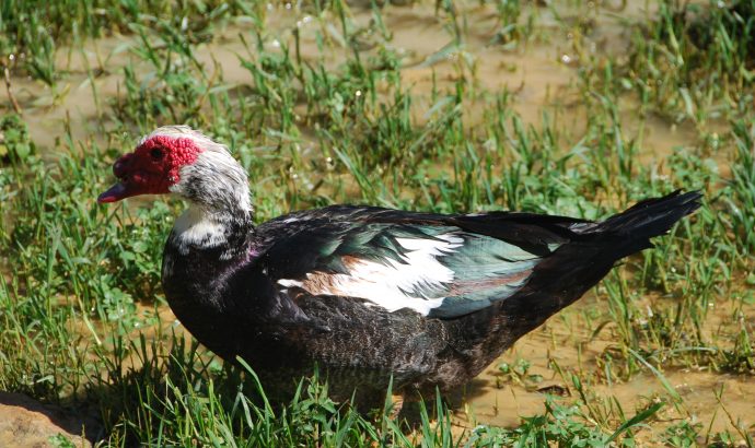 About Alcala… – by Mölli