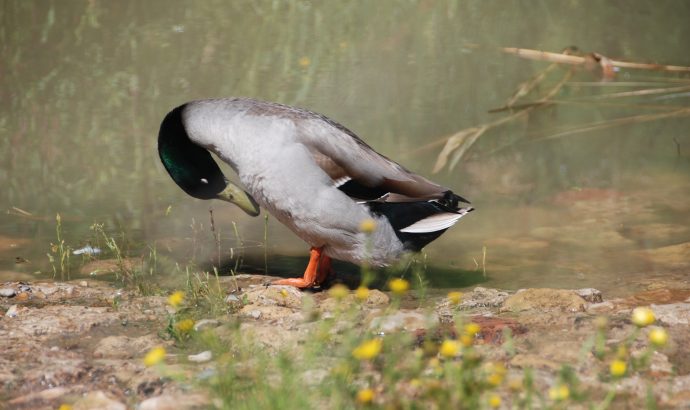 About Alcala… – by Mölli