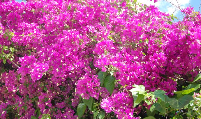 About Alcala… – by Mölli