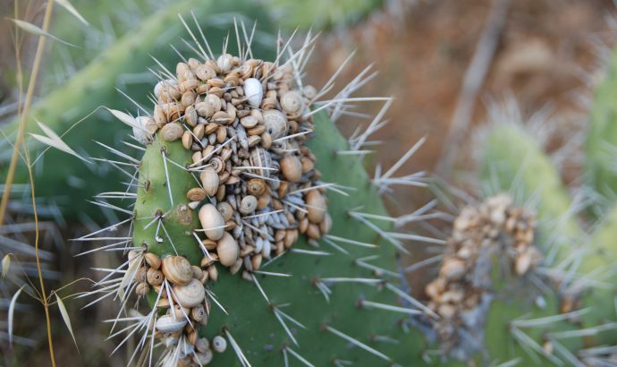 About Alcala… – by Mölli