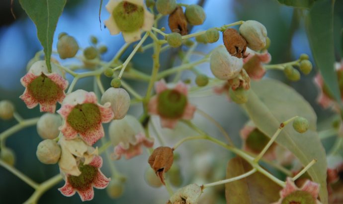 About Alcala… – by Mölli