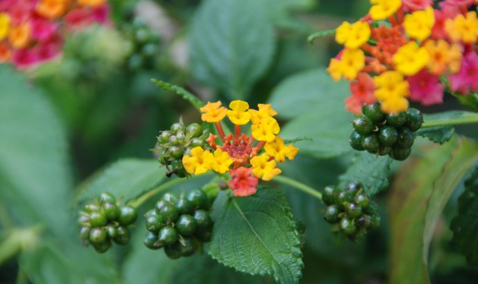 About Alcala… – by Mölli