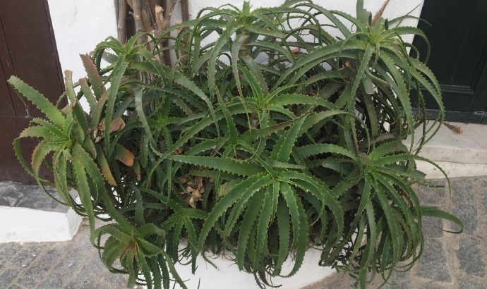 Vejer de la Frontera- eine Perle an der Costa de la Luz