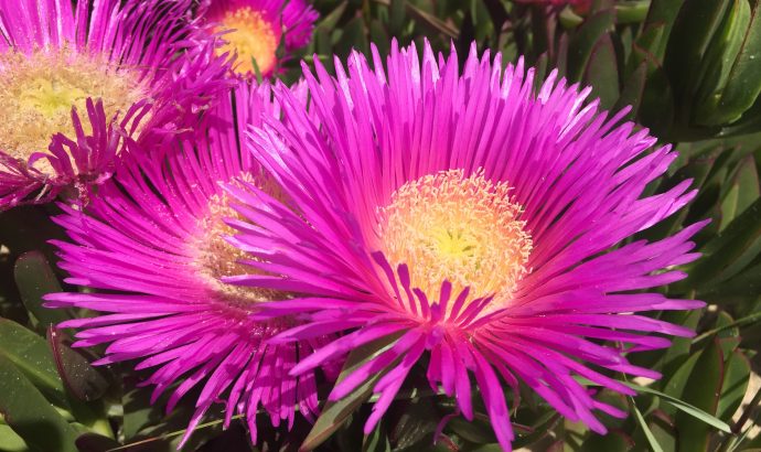 Vejer de la Frontera- eine Perle an der Costa de la Luz