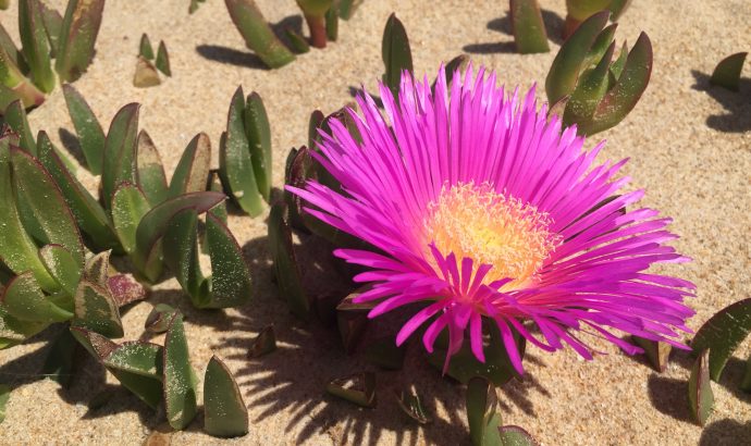 Vejer de la Frontera- eine Perle an der Costa de la Luz