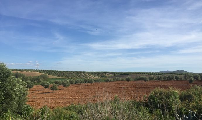 Vejer de la Frontera- eine Perle an der Costa de la Luz