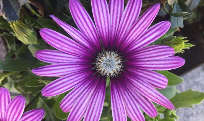 About Alcala… – by Mölli