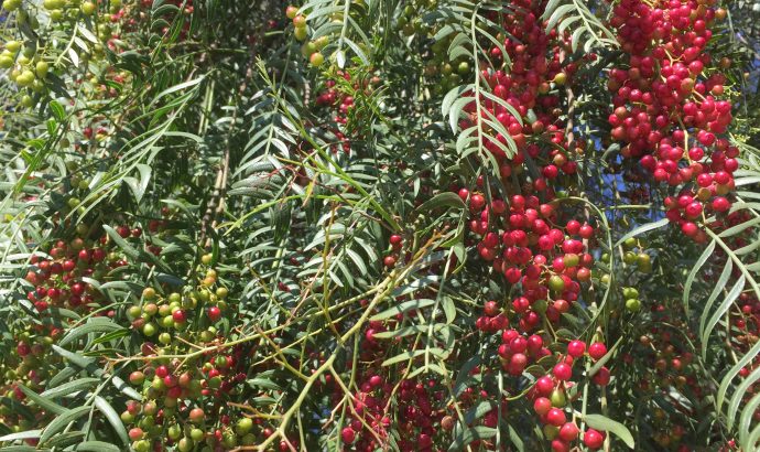 About Alcala… – by Mölli