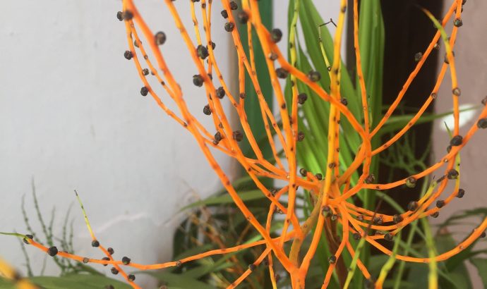 About Alcala… – by Mölli