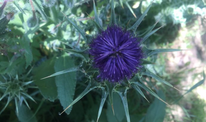 About Alcala… – by Mölli