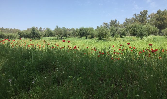 About Alcala… – by Mölli