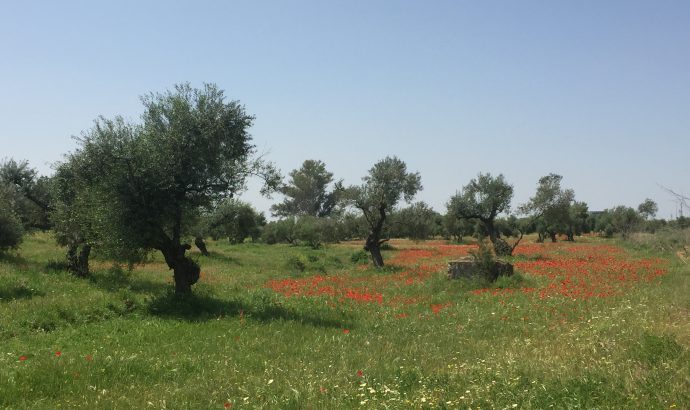 About Alcala… – by Mölli