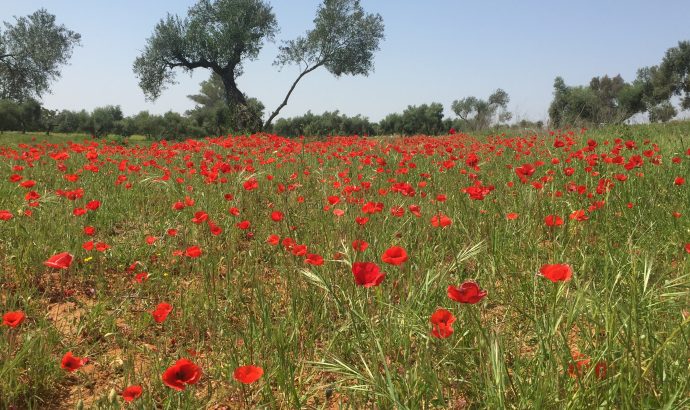 About Alcala… – by Mölli