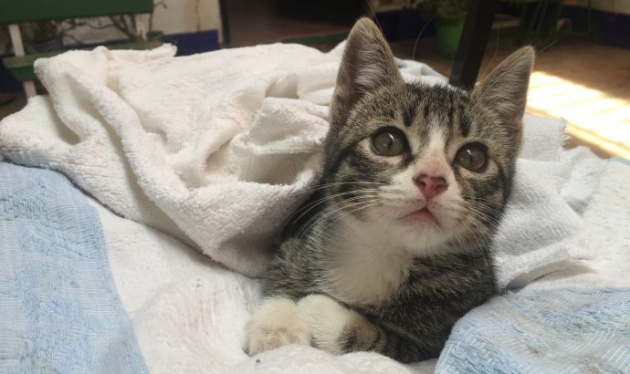 About Alcala… – by Mölli