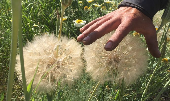 About Alcala… – by Mölli