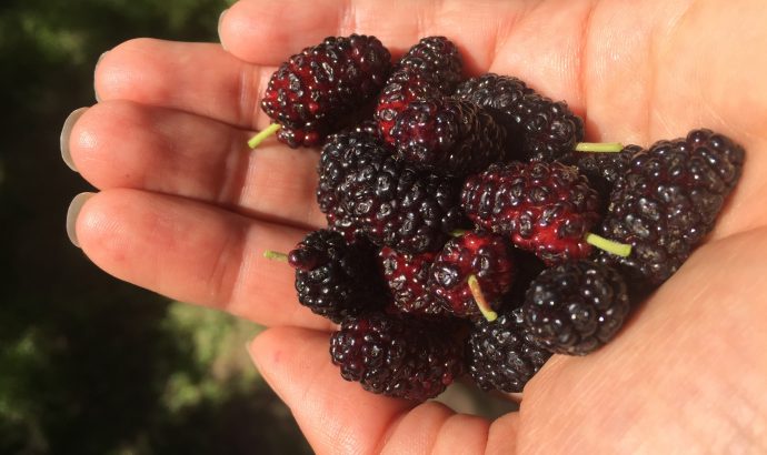 About Alcala… – by Mölli