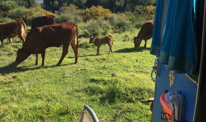 Kühe am Frühstückstisch in Tarifa