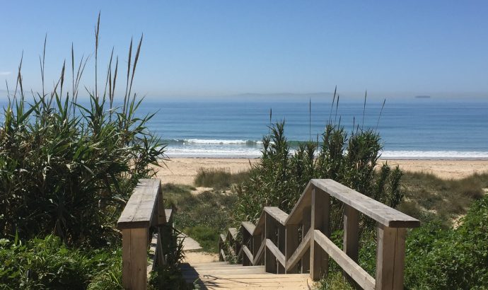 Kühe am Frühstückstisch in Tarifa