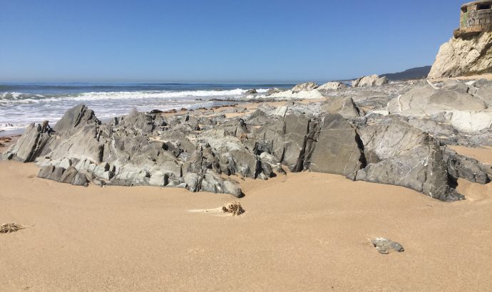 Kühe am Frühstückstisch in Tarifa
